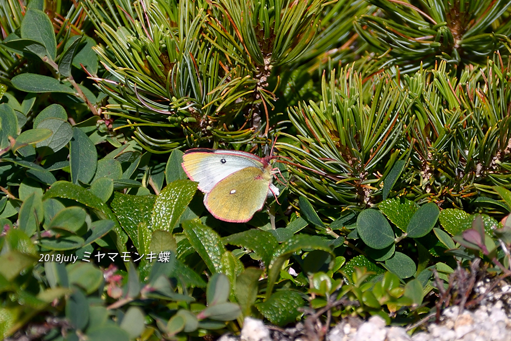 ミヤマモンキ蝶