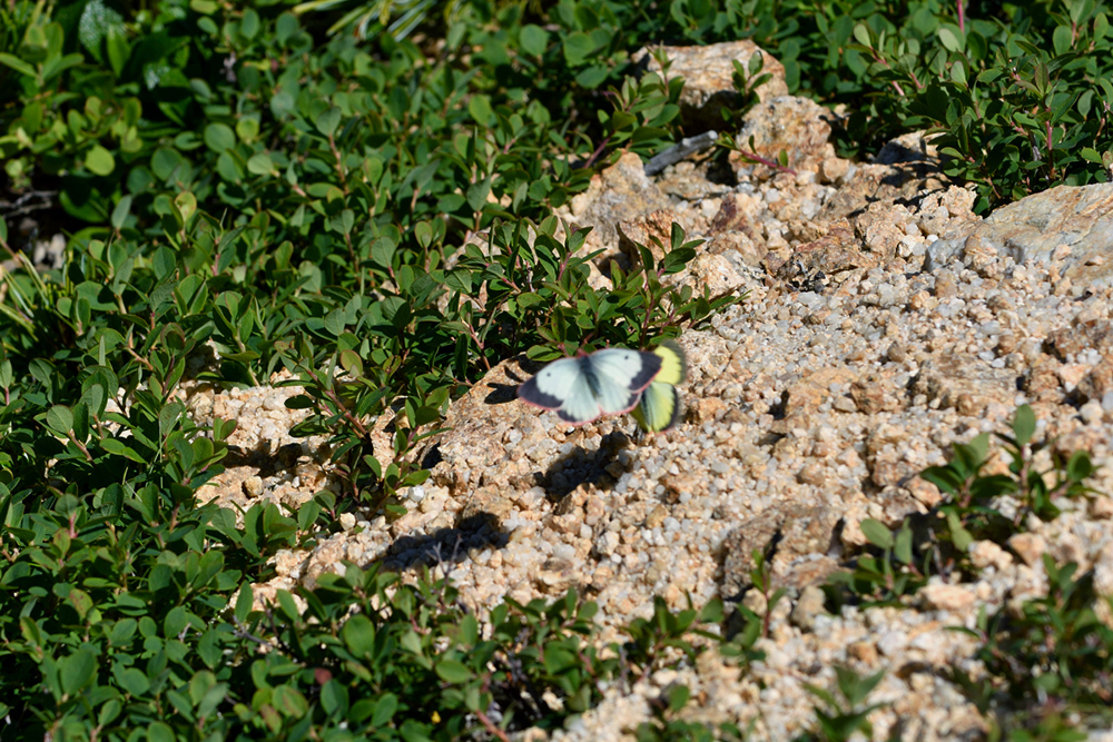 ミヤマモンキ蝶