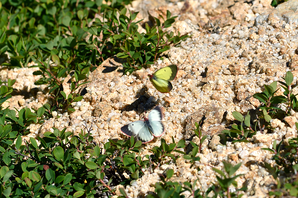 蝶標本 ミヤマモンキチョウ (規制前採集)ドイツ標本箱二箱入り