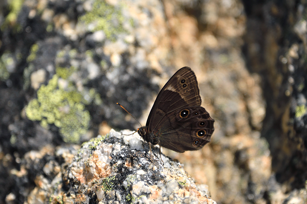 【国産蝶標本】ミヤマモンキチョウ♂/富山県.赤木岳産/47mm 日本産蝶類標本図鑑 ミヤマモンキチョウ