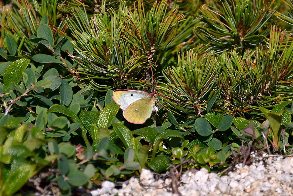 ミヤマモンキ蝶