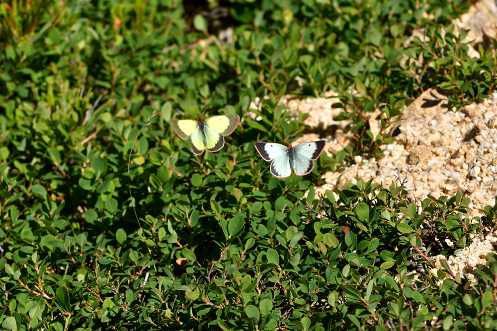国産蝶標本】ミヤマモンキチョウ♂/富山県.赤木岳産/47mm 国産蝶標本