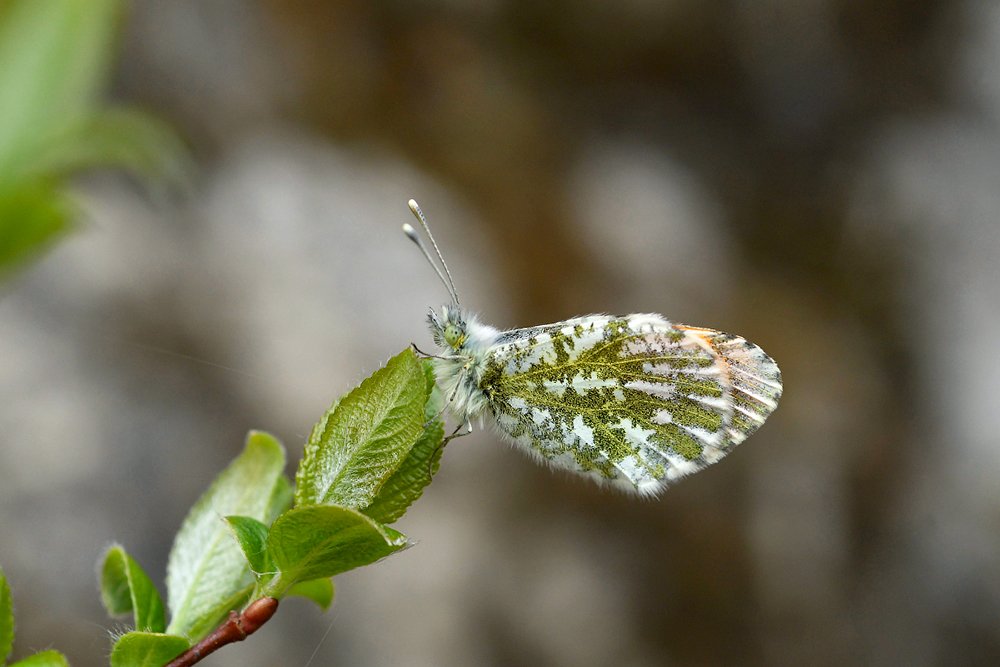 クモマツマキ蝶